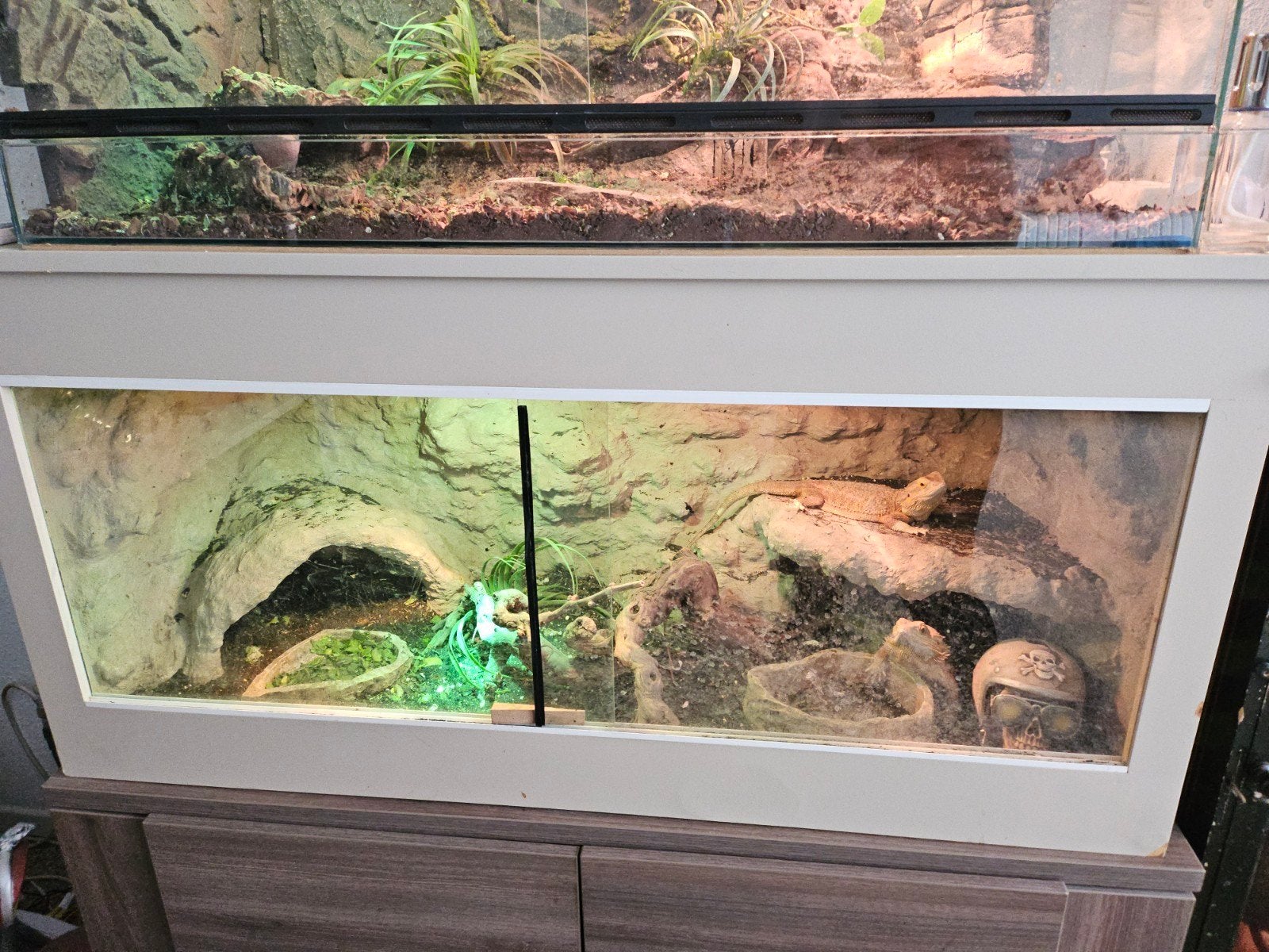 bewezen koppel baardagamen met terrarium, Met terrarium, 3 tot 6 jaar