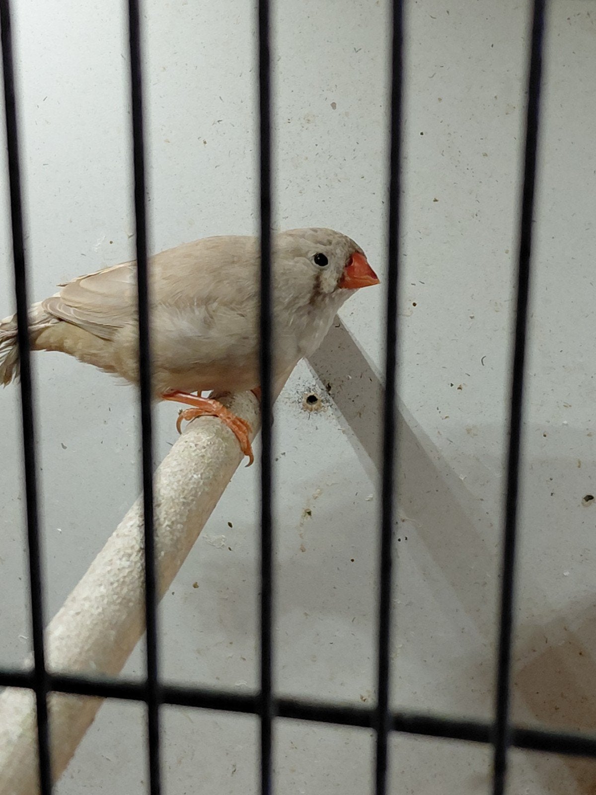 zebravinken, Dieren en Toebehoren, Meerdere dieren, Tropenvogel
