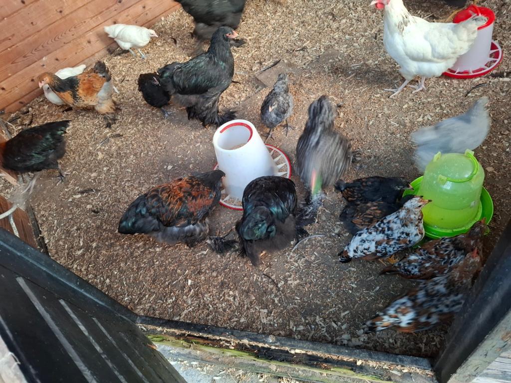 Verschillende rassen ongesexte kuiken, Dieren en Toebehoren, Pluimvee, Vrouwelijk, Kip