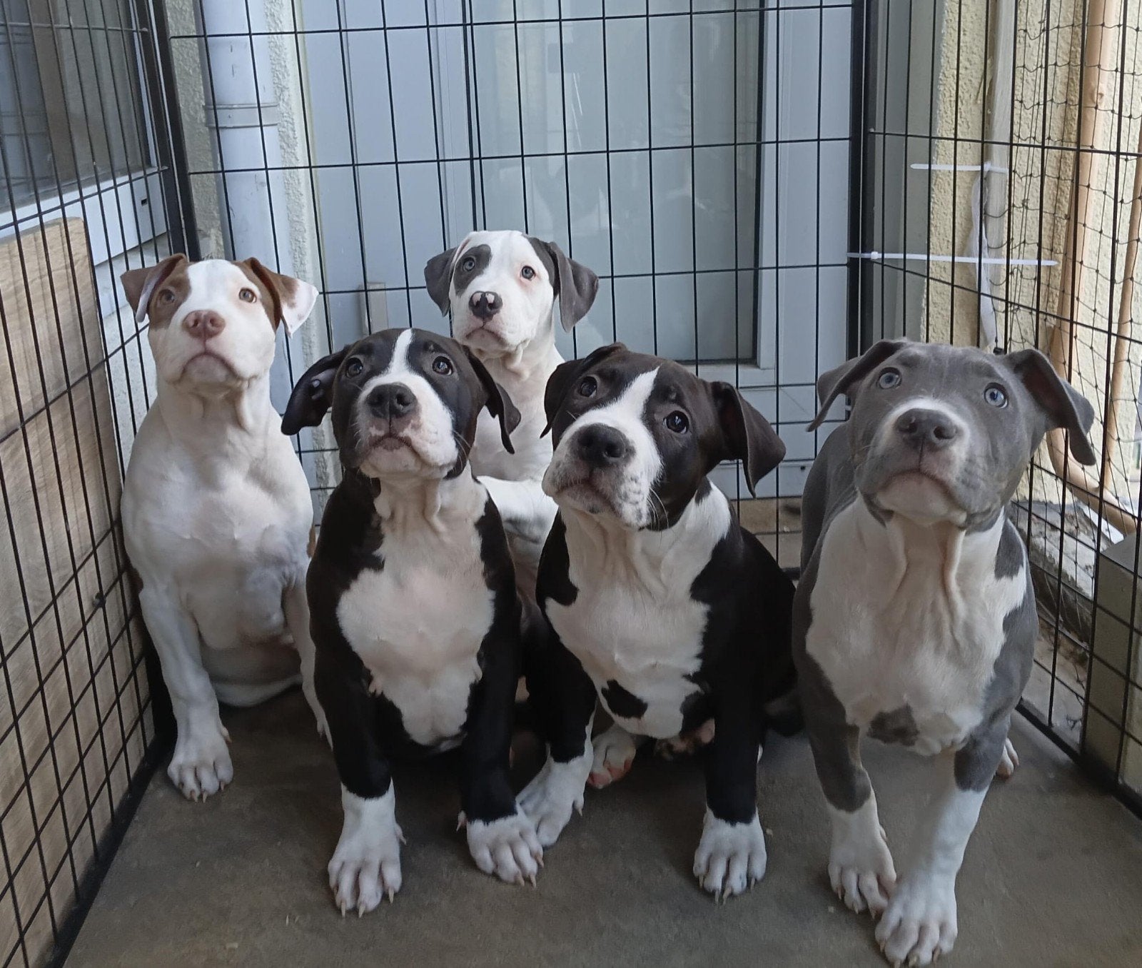 american bully pups met  Dbkc stamboom 11 weken, Dieren en Toebehoren, Overige rassen, 8 tot 15 weken, Meerdere, Meerdere dieren