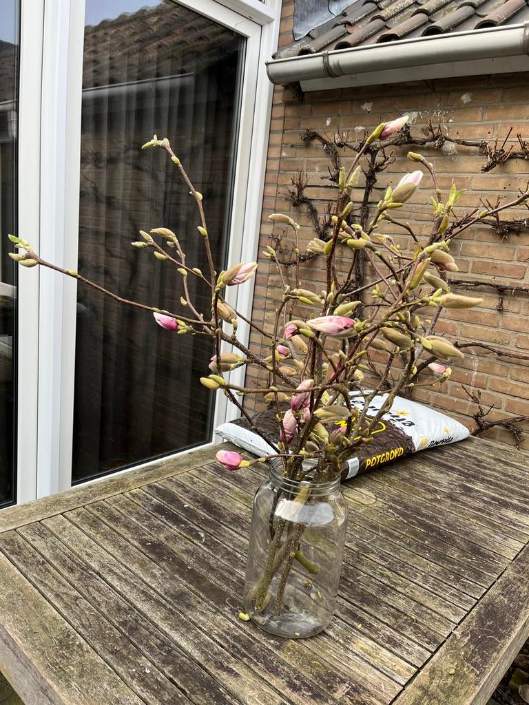 Magnoliatakken, € 1,00 per tak, Volle zon, Vaste plant, Lente, Ophalen
