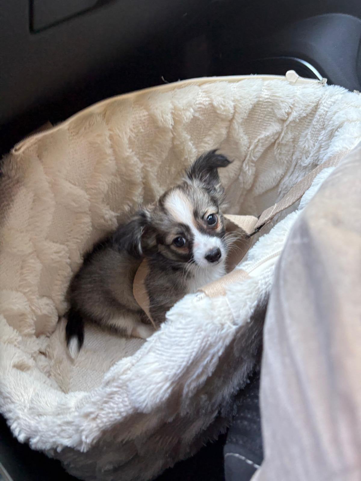 Prachtige langharige chihuahua pup aangeboden, Dieren en Toebehoren, Honden | Chihuahua's en Gezelschapshonden, Reu, 8 tot 15 weken