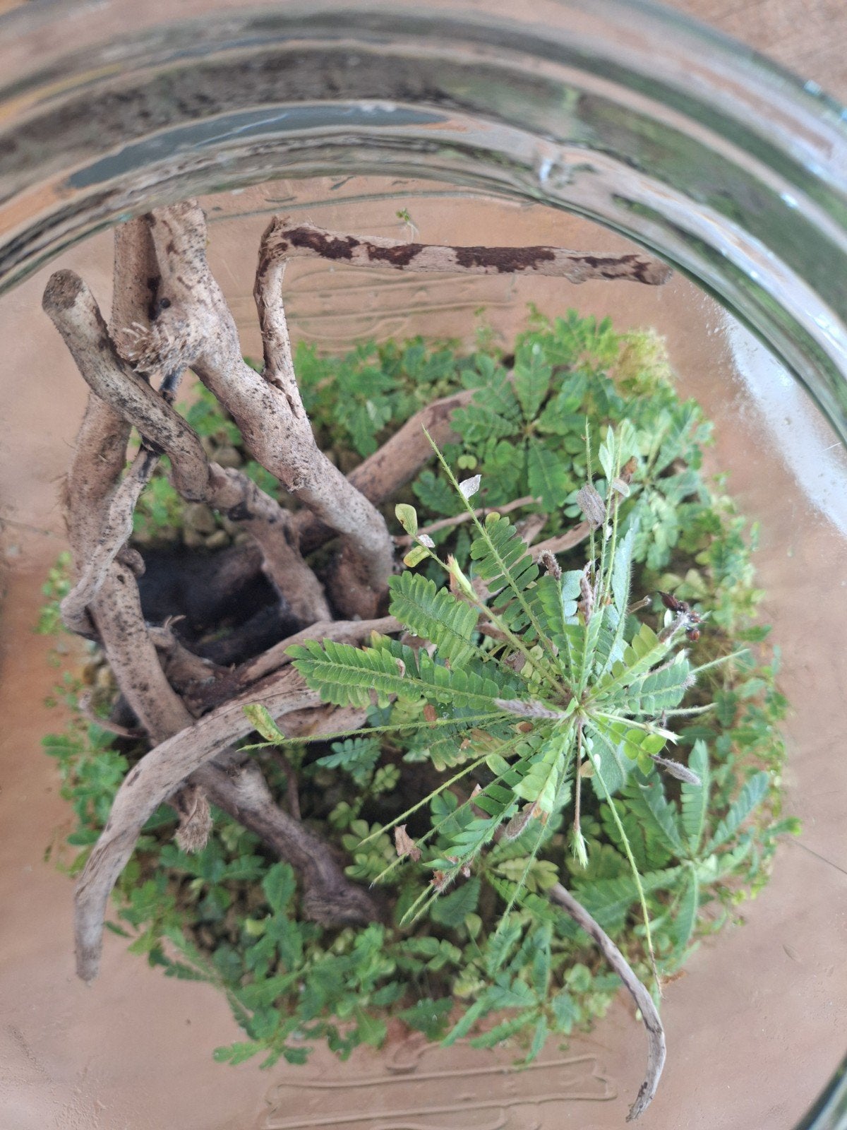 Biophyum sensitivum, Ophalen of Verzenden, Halfschaduw, Minder dan 100 cm