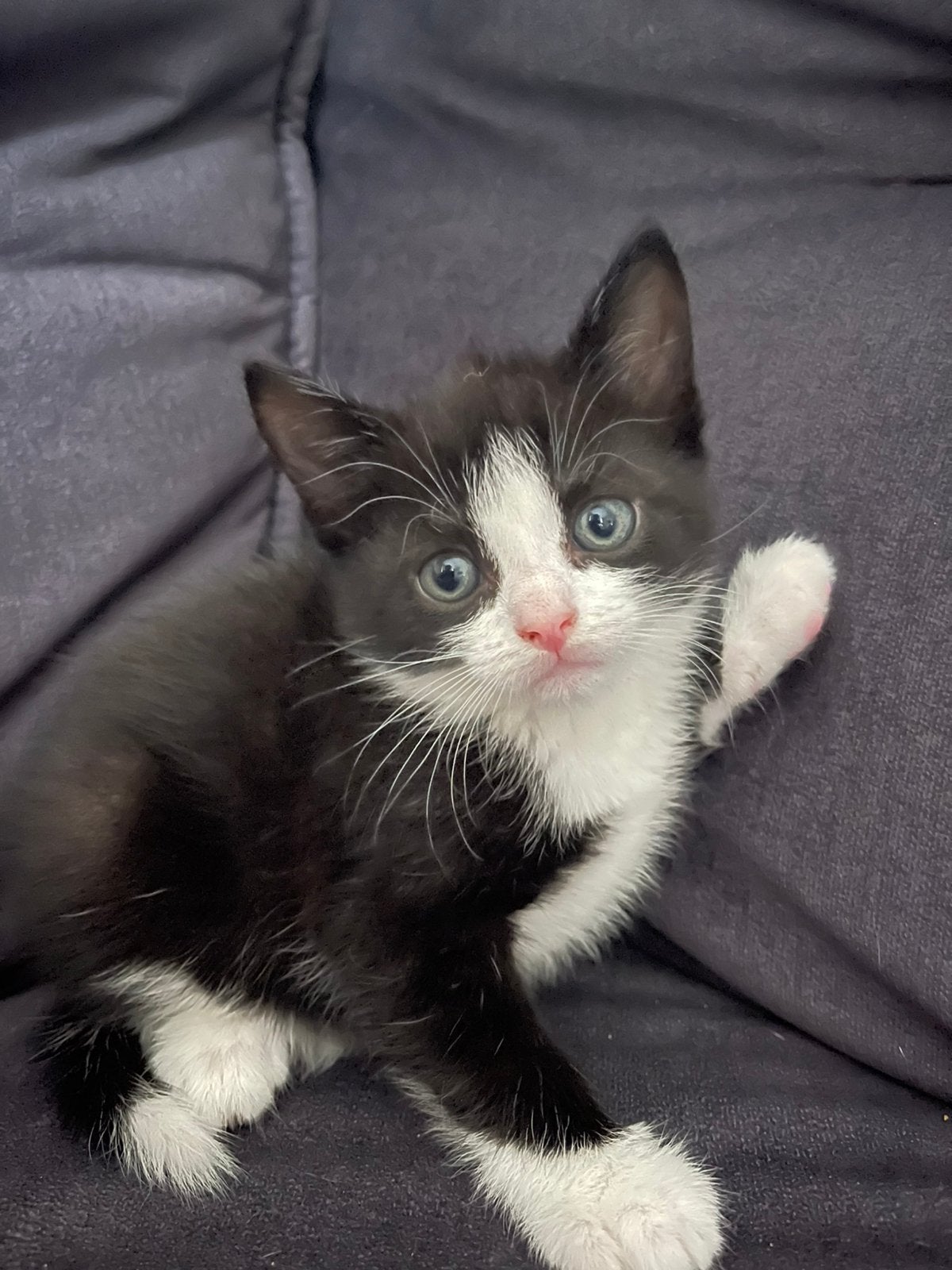 Lieve Kittens