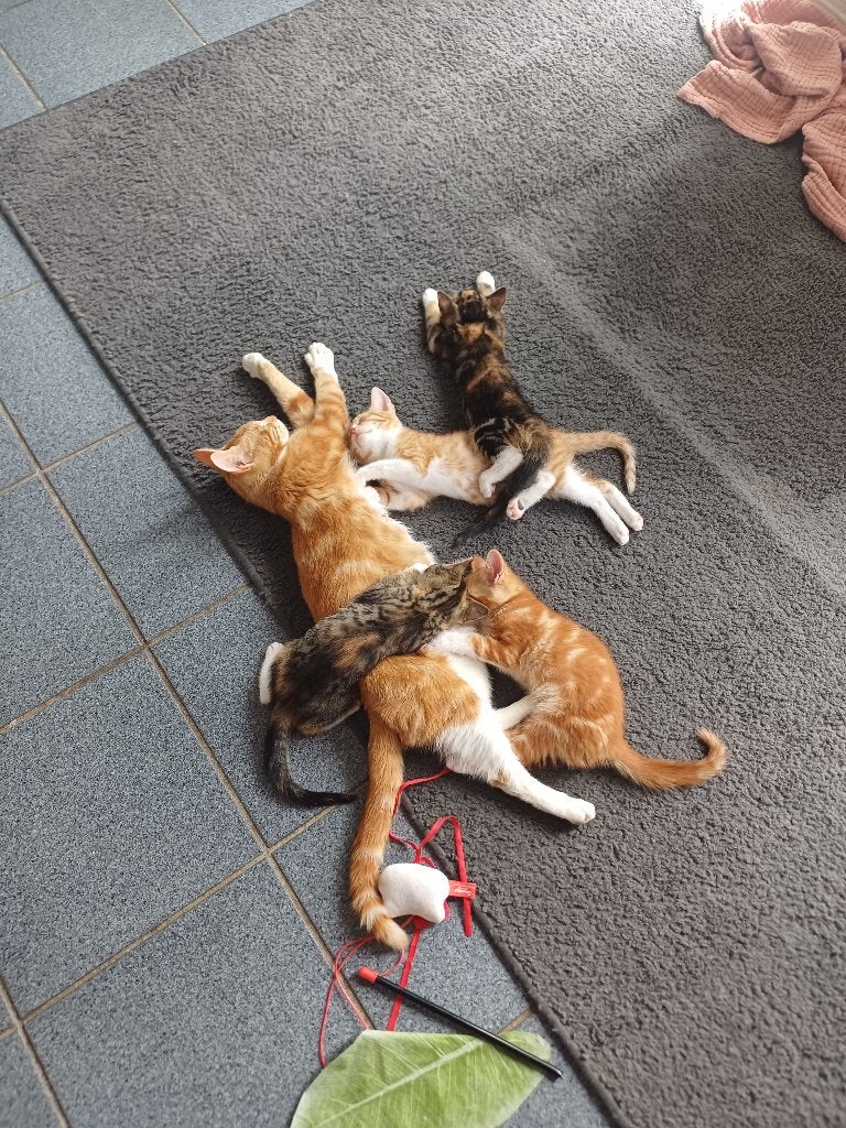 Super lieve kittens, Dieren en Toebehoren, Katten en Kittens | Raskatten | Korthaar, Meerdere dieren, Ontwormd, 0 tot 2 jaar
