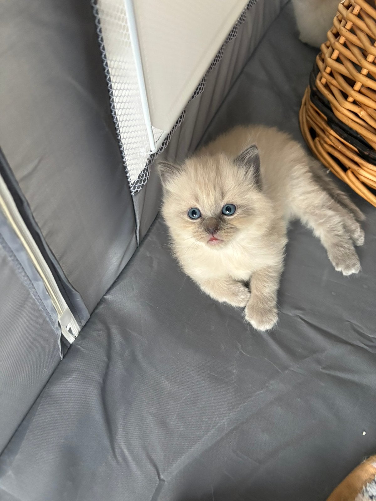 Ragdoll kittens, Dieren en Toebehoren, Katten en Kittens | Overige Katten, Kater