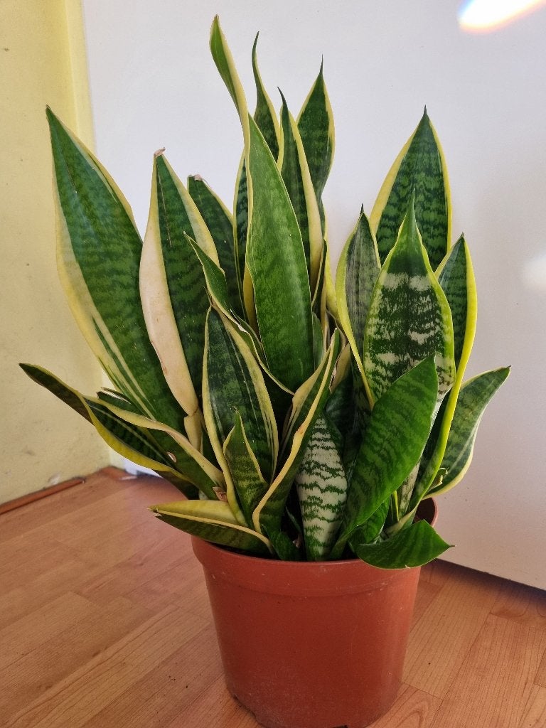 Echte Sanseviera kamerplant, Ophalen, Overige soorten, In pot, Minder dan 100 cm