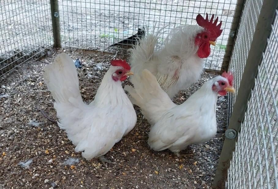 Kleine serama kippetjes wit krul zijdeveer en gladveer, Dieren en Toebehoren, Pluimvee, Meerdere dieren, Kip