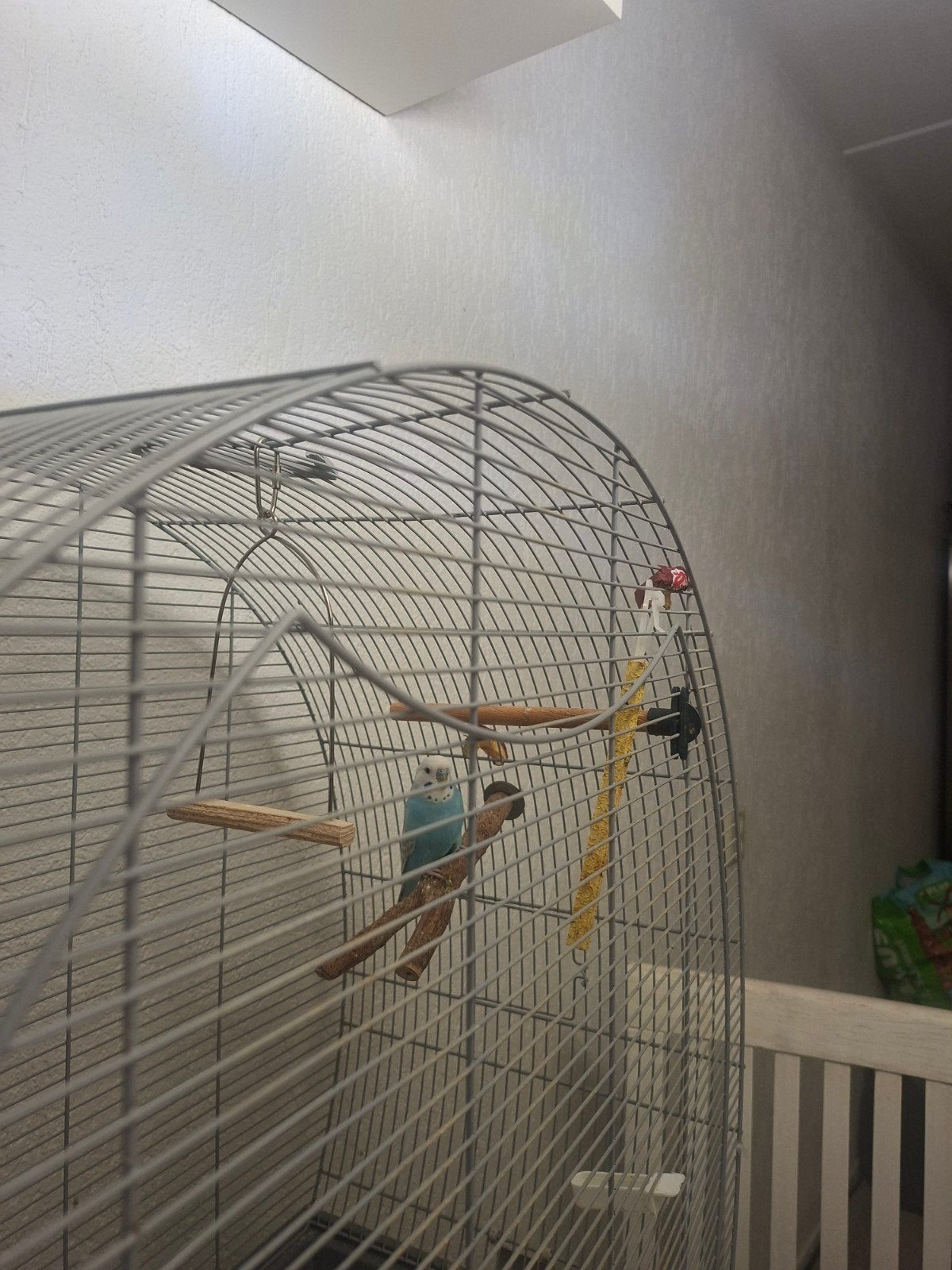 Grasparkiet met kooi, Dieren en Toebehoren