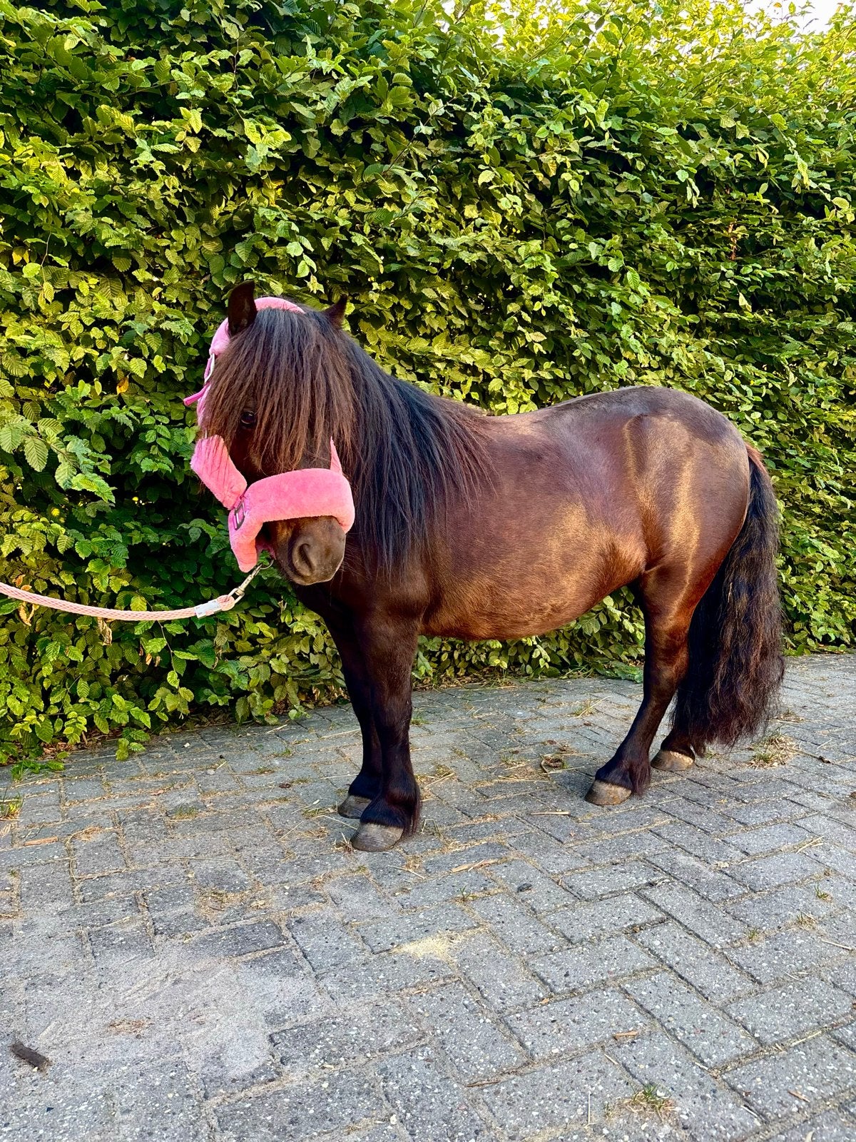 Kinderpony a-pony bixiepony shetlander shetlandpony, Dieren en Toebehoren, Paarden, Merrie, Minder dan 160 cm, Recreatiepaard
