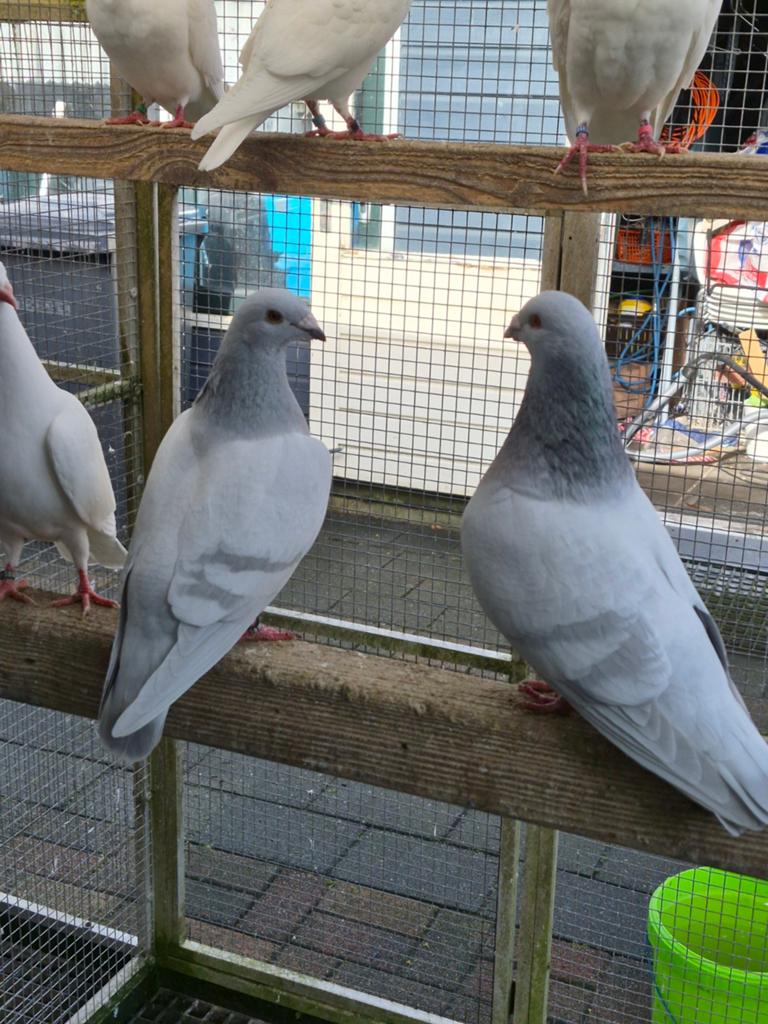 Poederblauwe kleurpostduiven te koop., Dieren en Toebehoren, Vogels | Duiven, Meerdere dieren, Overige soorten