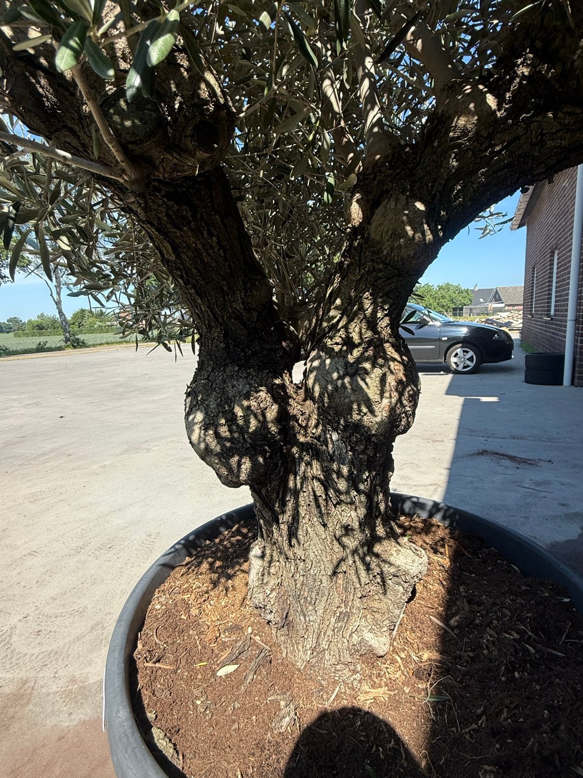 Authentieke 80 jaar oude olijfboom / Bonsai olijf / XXL stam, Overige soorten, Volle zon, Vaste plant, Ophalen of Verzenden