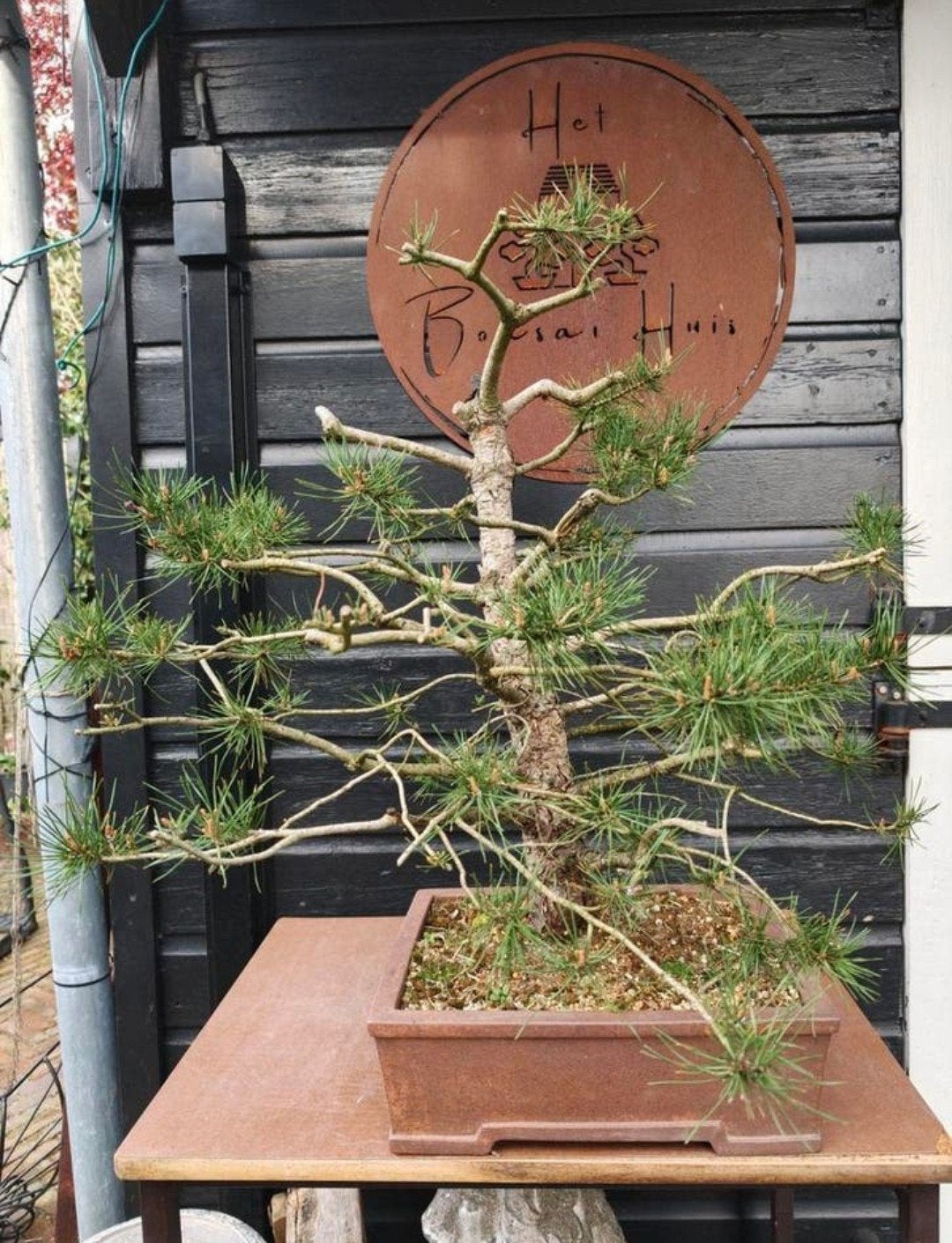 Pinus Sylvestris Bonsai, Ophalen, Bloeit niet, Halfschaduw, Overige soorten