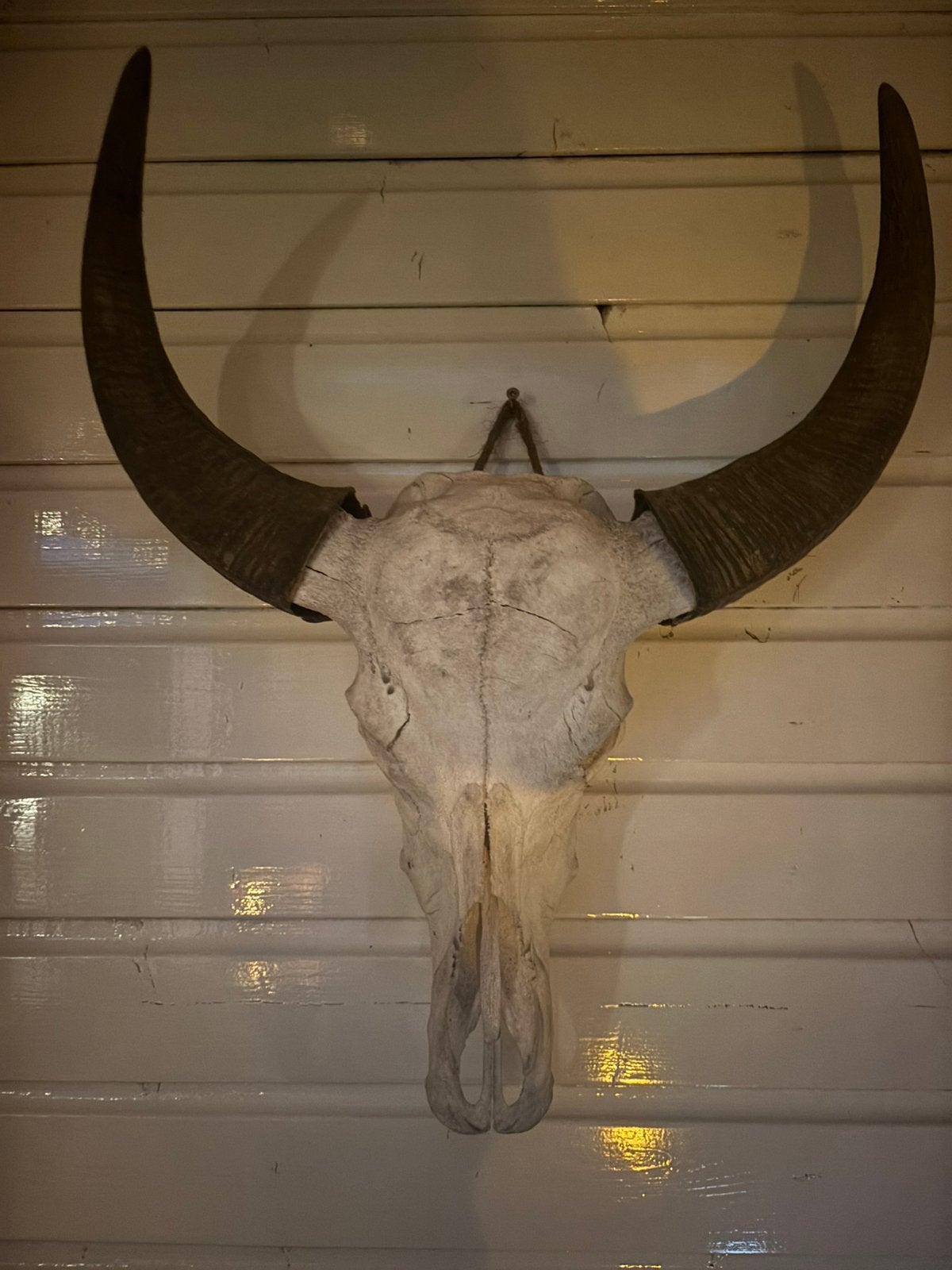 Ossenkop /skelet hoofd os, Ophalen of Verzenden, Zo goed als nieuw, Decoratieobject