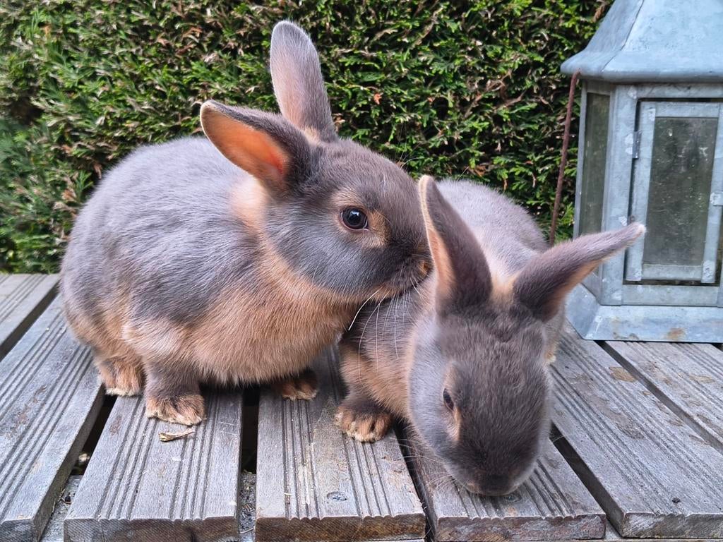 Jonge Tankonijnen te koop., Dieren en Toebehoren, Konijnen, Meerdere dieren