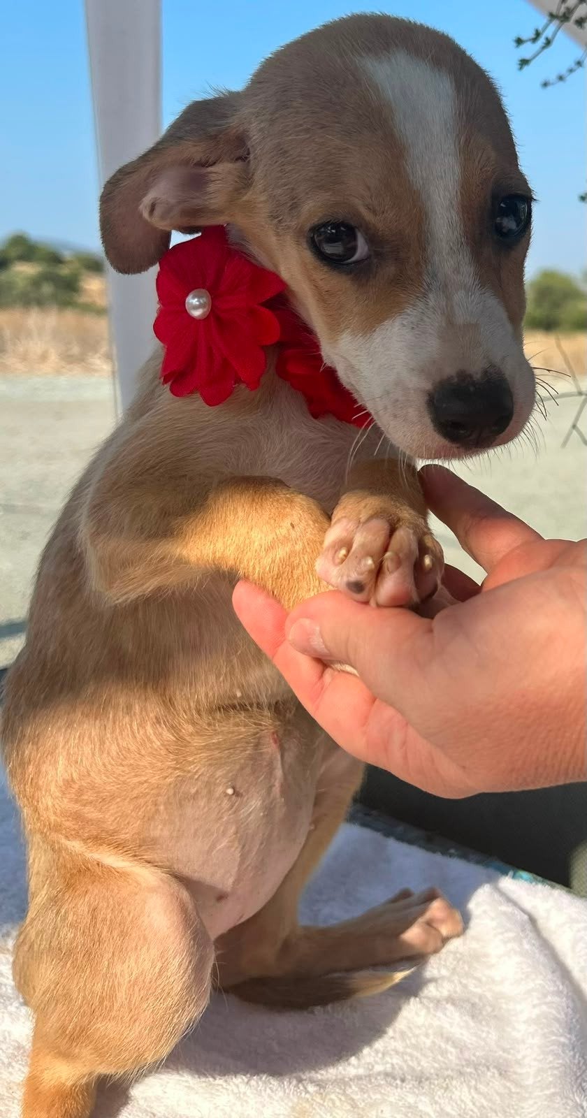 Kleine Leia verblijft op Cyprus, Dieren en Toebehoren, Honden | Niet-rashonden, Handelaar, 8 tot 15 weken, Buitenland, Teef