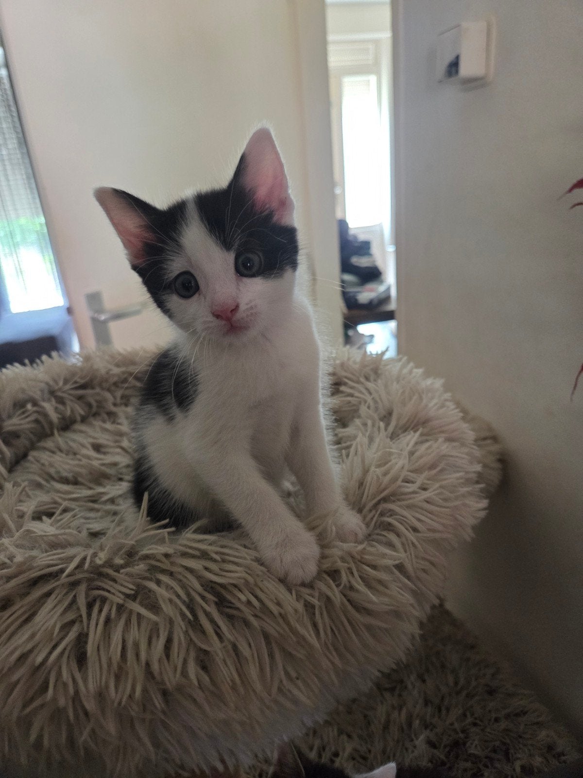 Mooie Kittens, Meerdere dieren, 0 tot 2 jaar