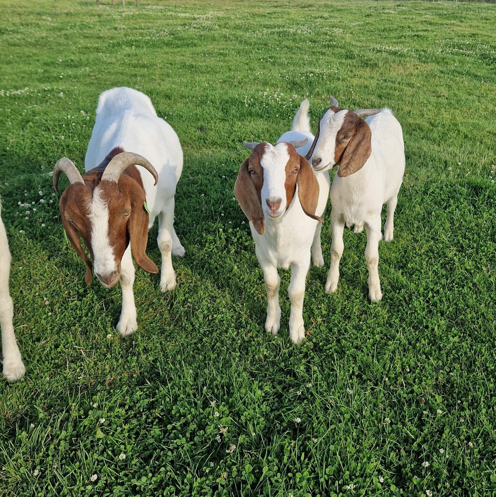 Boergeiten, Dieren en Toebehoren, Schapen, Geiten en Varkens, Vrouwelijk, 0 tot 2 jaar