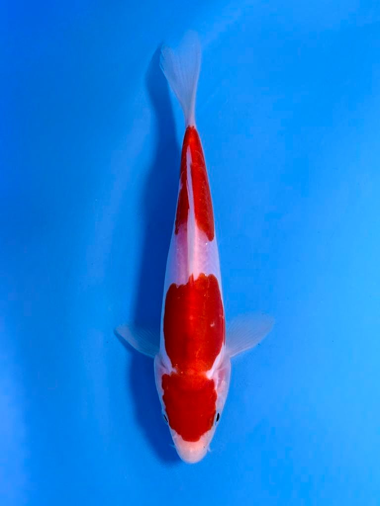 Japanse Koi – Marushi | Doitsu Ai Goromo | Incl Certificaat, Karper of Koi