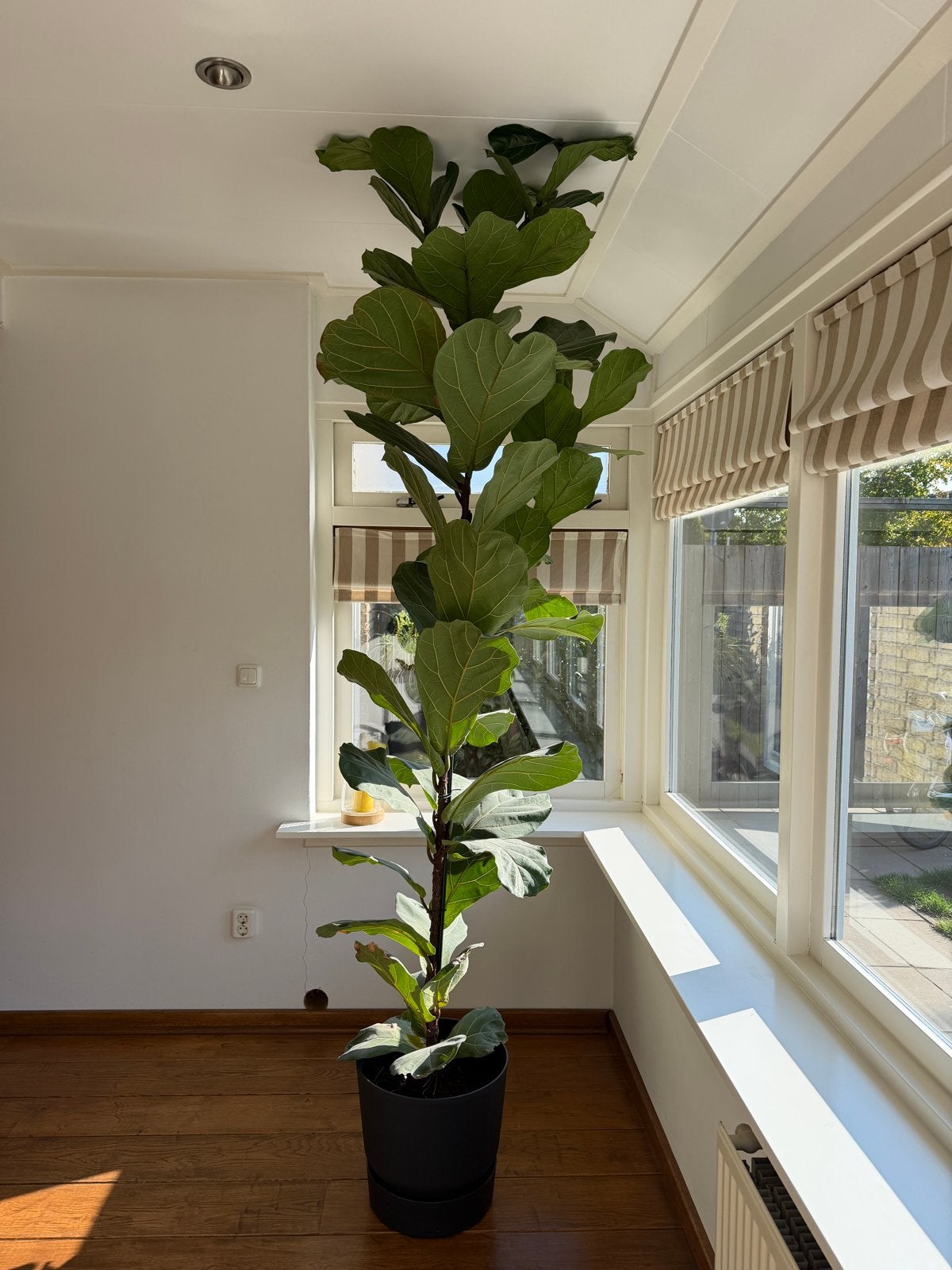 Grote Ficus Lyrata (Tabaksplant) - 240+ cm hoog, Huis en Inrichting, Ophalen, Ficus, 200 cm of meer, In pot