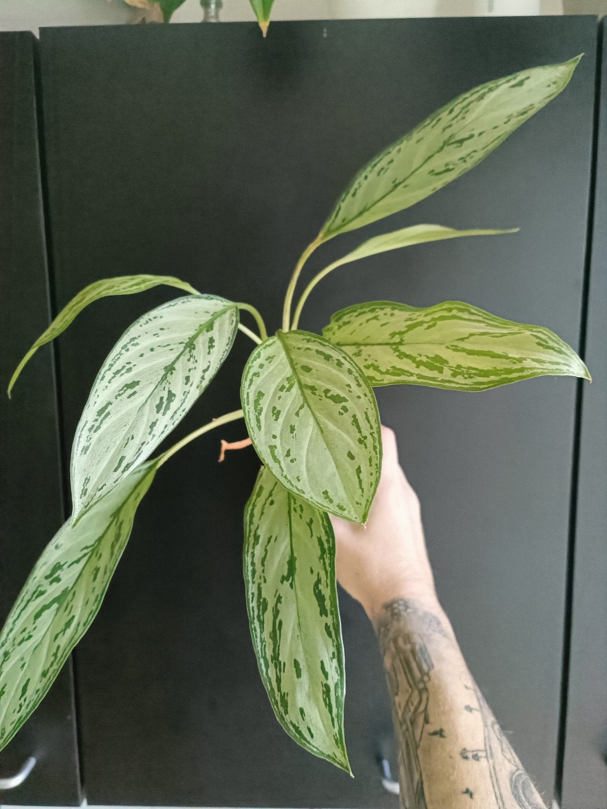 aglaonema silver queen, Ophalen of Verzenden, Halfschaduw, Minder dan 100 cm