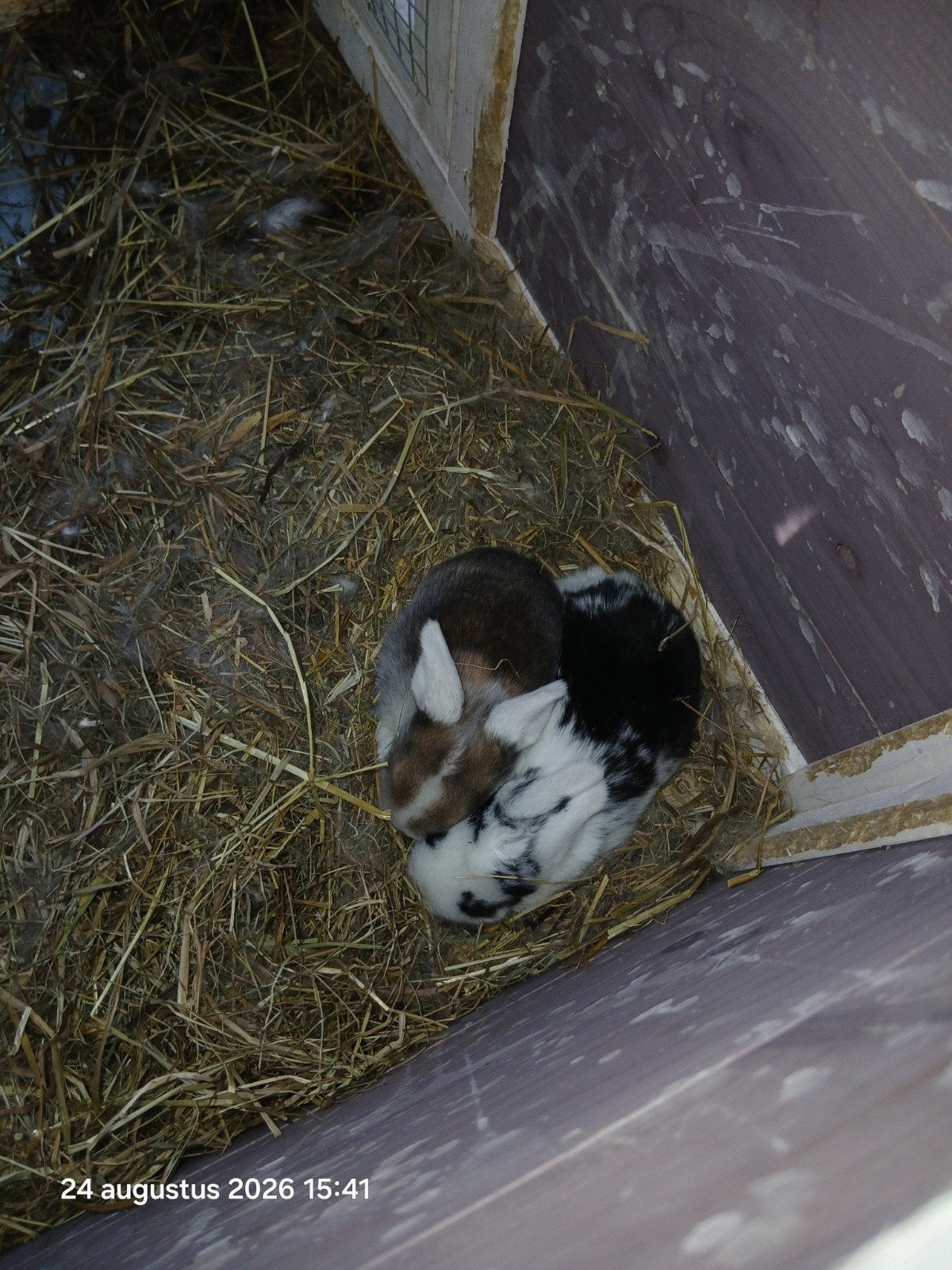 hangoor konijntjes, Dieren en Toebehoren, Meerdere dieren, Dwerg, Hangoor, 0 tot 2 jaar