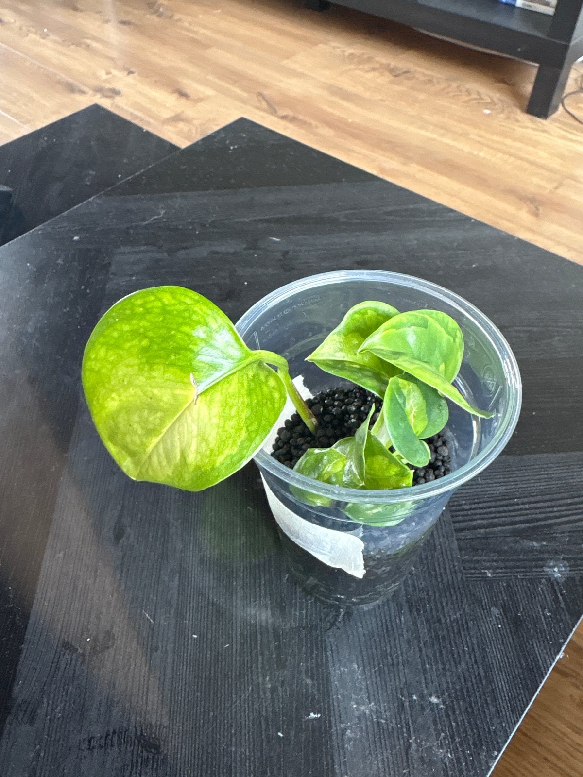 Epipremnum Pinnatum Hydroponisch in Fluval Substraat, Vaste plant, Bloeit niet, Halfschaduw, Ophalen