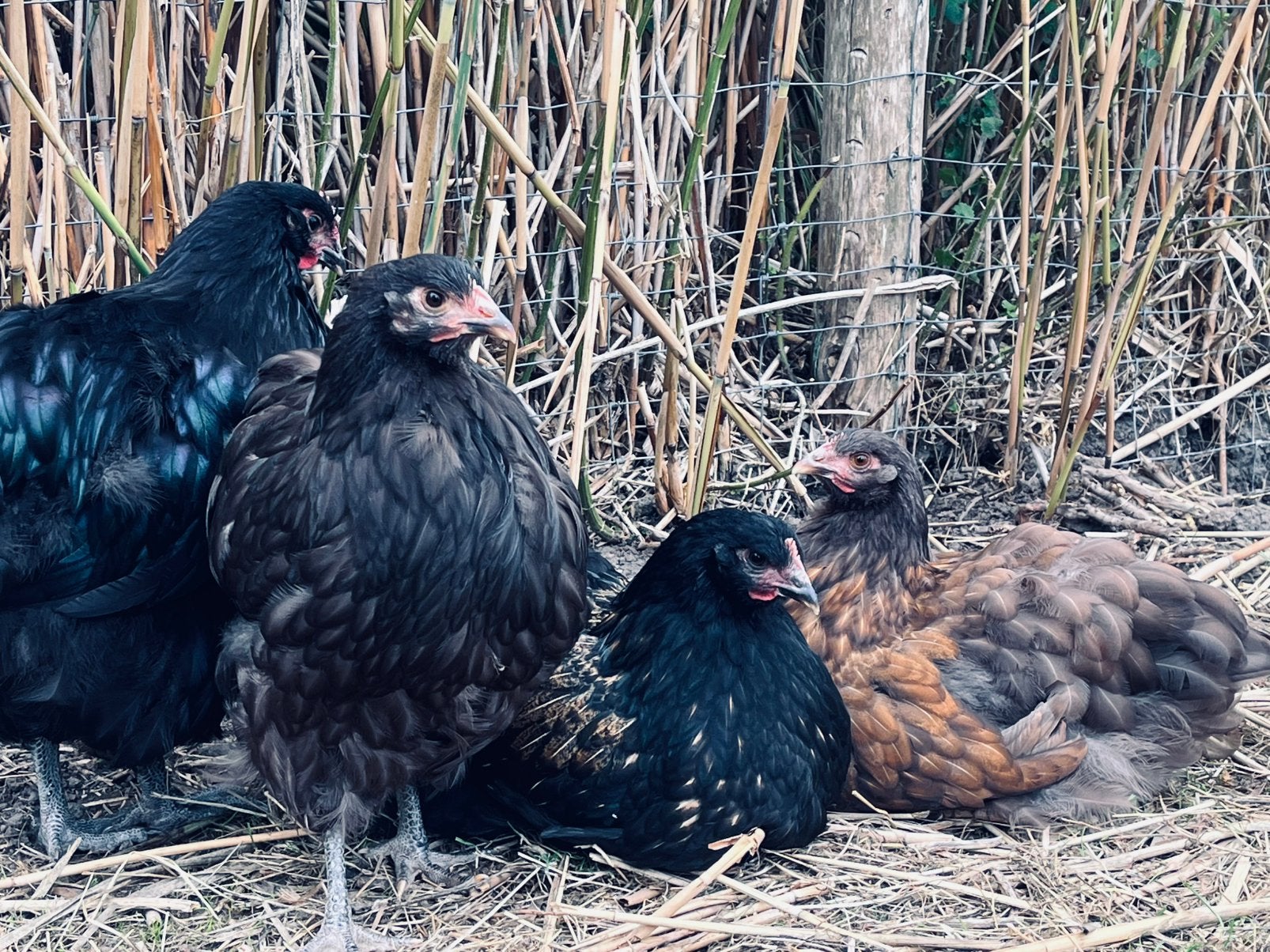 Orpington groot - hennen en hanen te koop, Dieren en Toebehoren, Pluimvee, Meerdere dieren, Kip