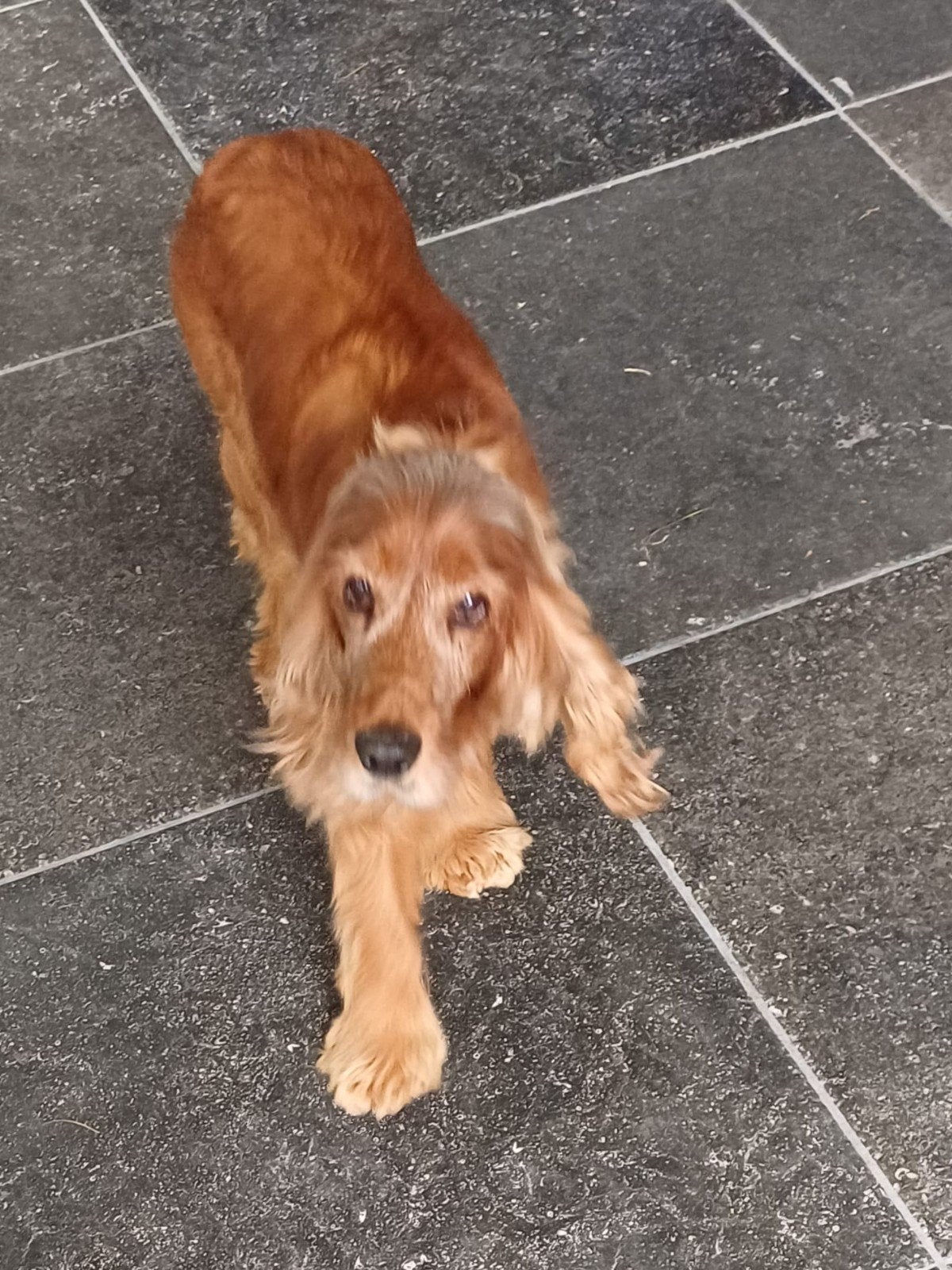 Engelse cockerspaniël, 6 jaar of ouder, Parvo, Teef, Eén hond
