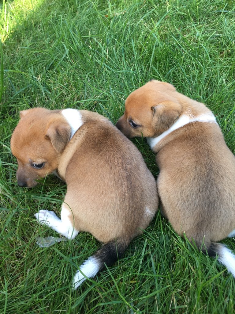 jack russell puppy’s nu 6 weken, Jack Russell Terriër, 8 tot 15 weken, Meerdere, Meerdere dieren