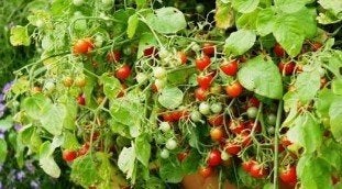 op zoek naar gratis fruit/groente planten en bomen, enz, Ophalen, In pot