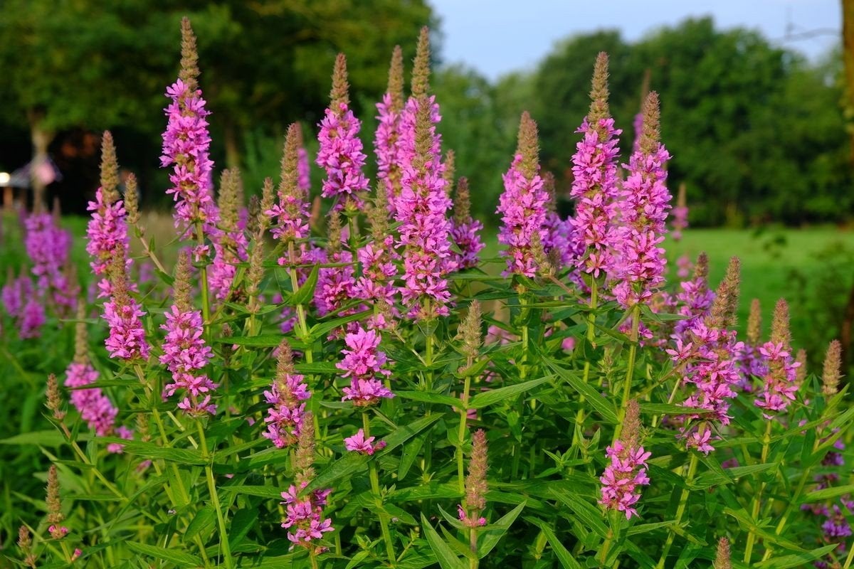 Diverse vaste planten te koop, Ophalen, Vaste plant, Overige soorten, Volle zon