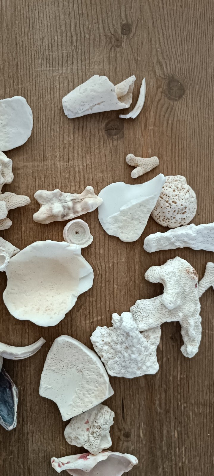 Schelpen uit de Rode Zee, Dieren en Toebehoren, Vissen | Aquaria en Toebehoren, Ophalen, Zo goed als nieuw, Decoratie