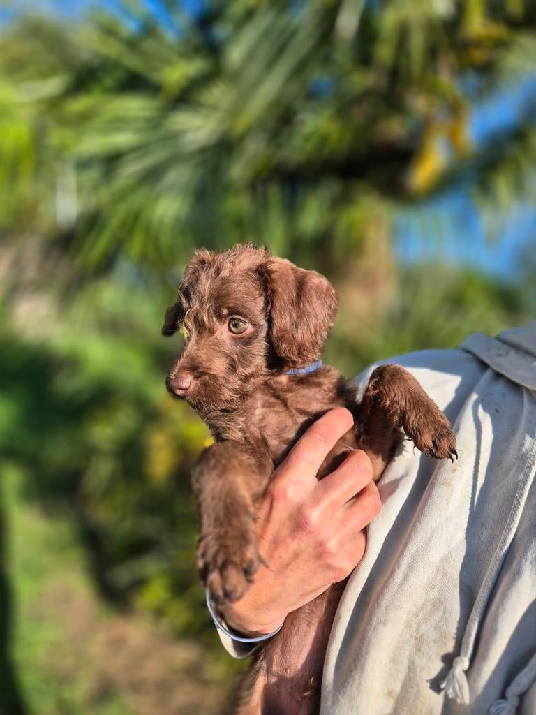 Te koop puppy Toypoedel  Amerikaanse Naakthond, Dieren en Toebehoren, Poedel, Parvo, Reu, 8 tot 15 weken