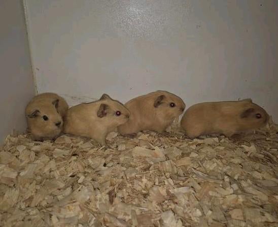 2 jonge creme gladhaar TTD broertjes, Cavia, April, Mannelijk, Tam