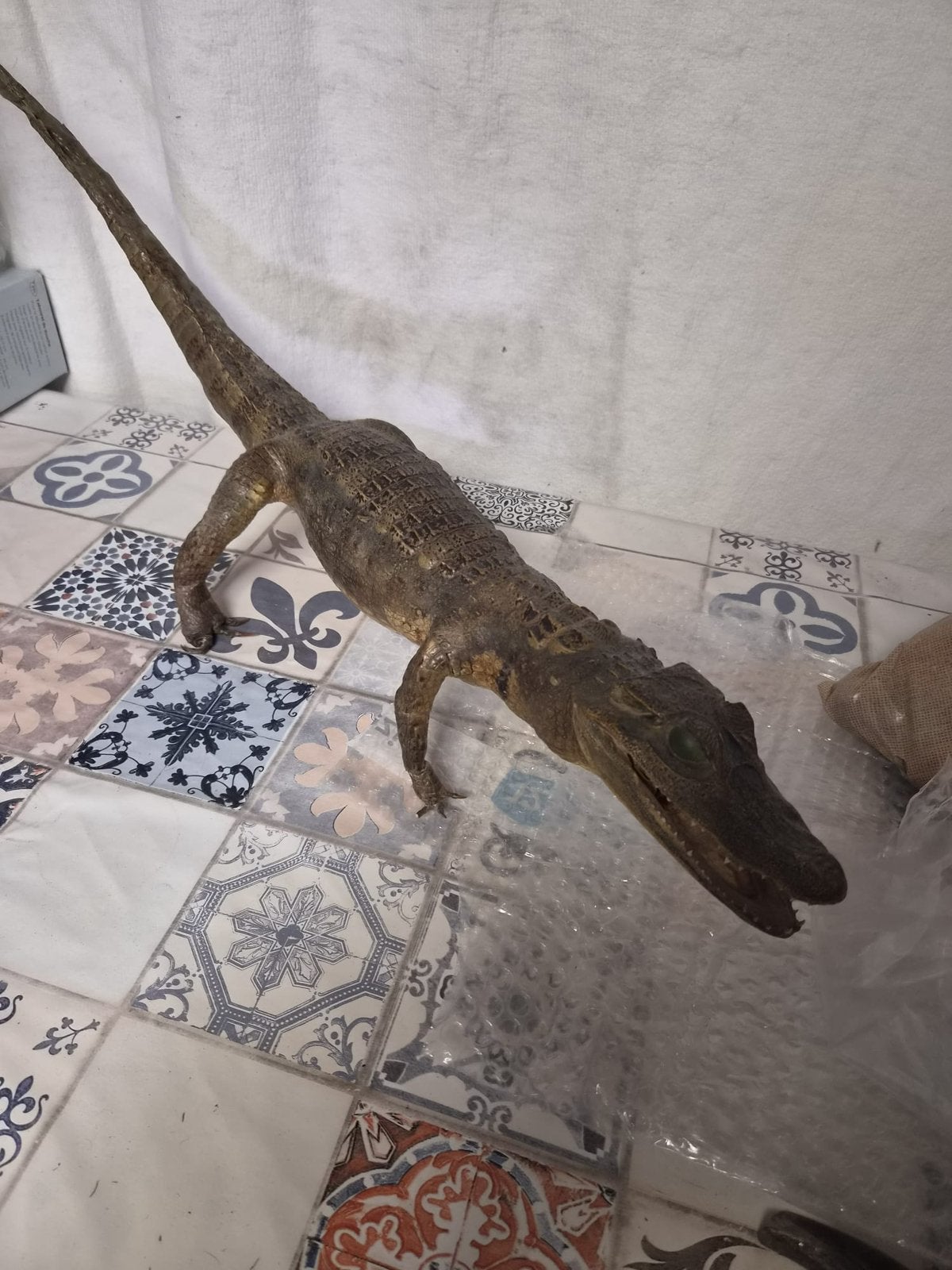 Prachtige Taxidermie Kaaiman  Krokodil Uniek Retro Object, Antiek en Kunst, Ophalen