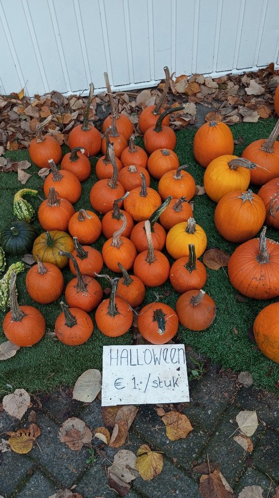 Halloween pompoenen, Ophalen, Nieuw