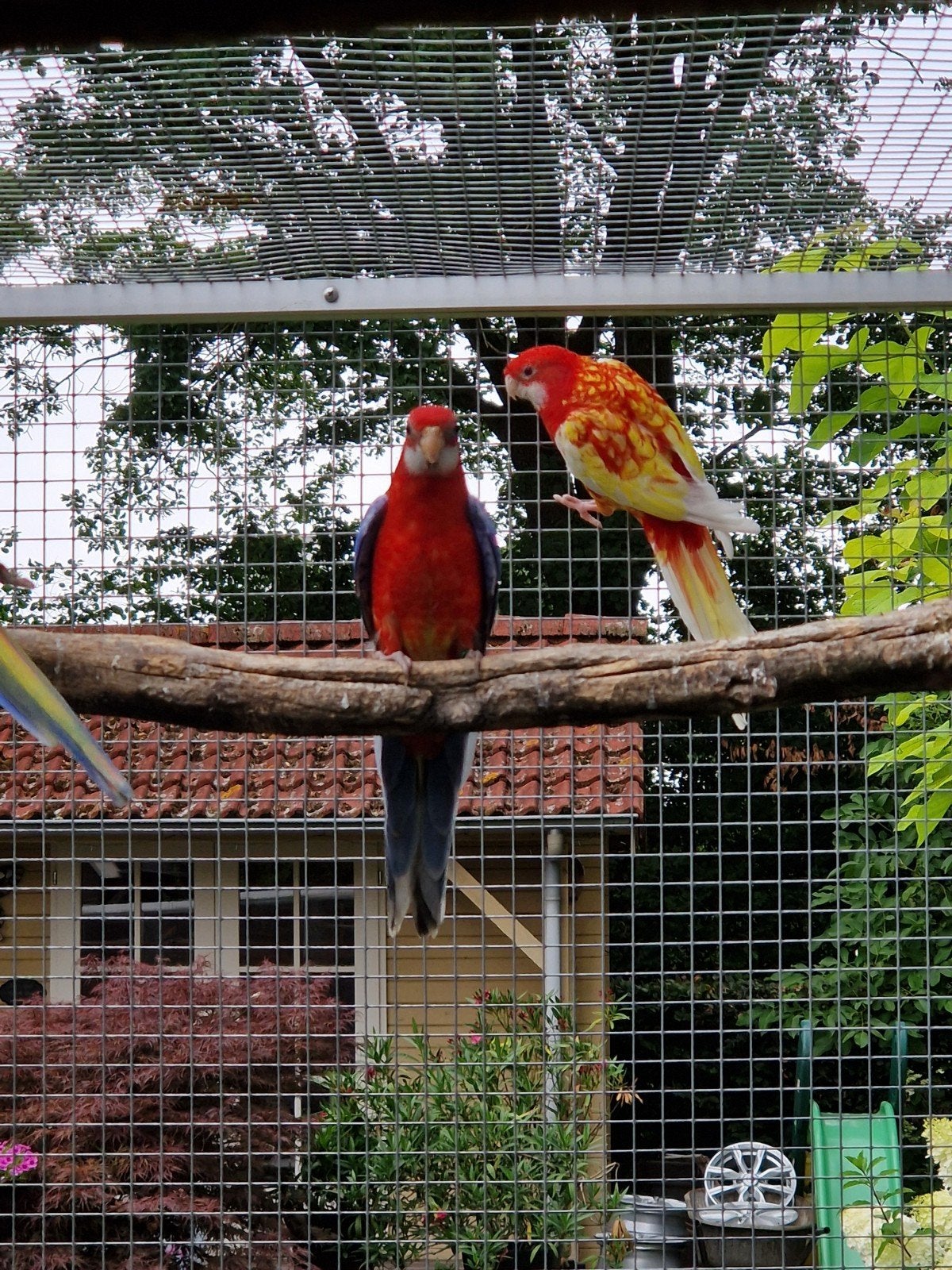 Opaline Rosella 2026, Mannelijk, Parkiet, Geringd