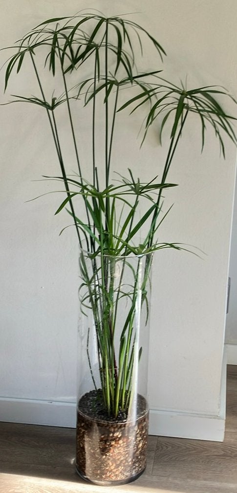 Parapluplant, Volle zon, Vaste plant, Bloeit niet, Ophalen