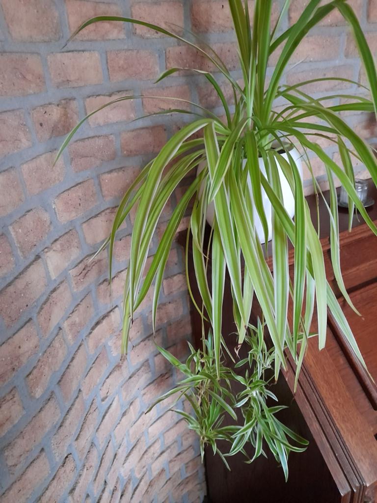 Graslelie met mooie gezonde stekken, Huis en Inrichting, Kamerplanten, Ophalen, Halfschaduw, Minder dan 100 cm
