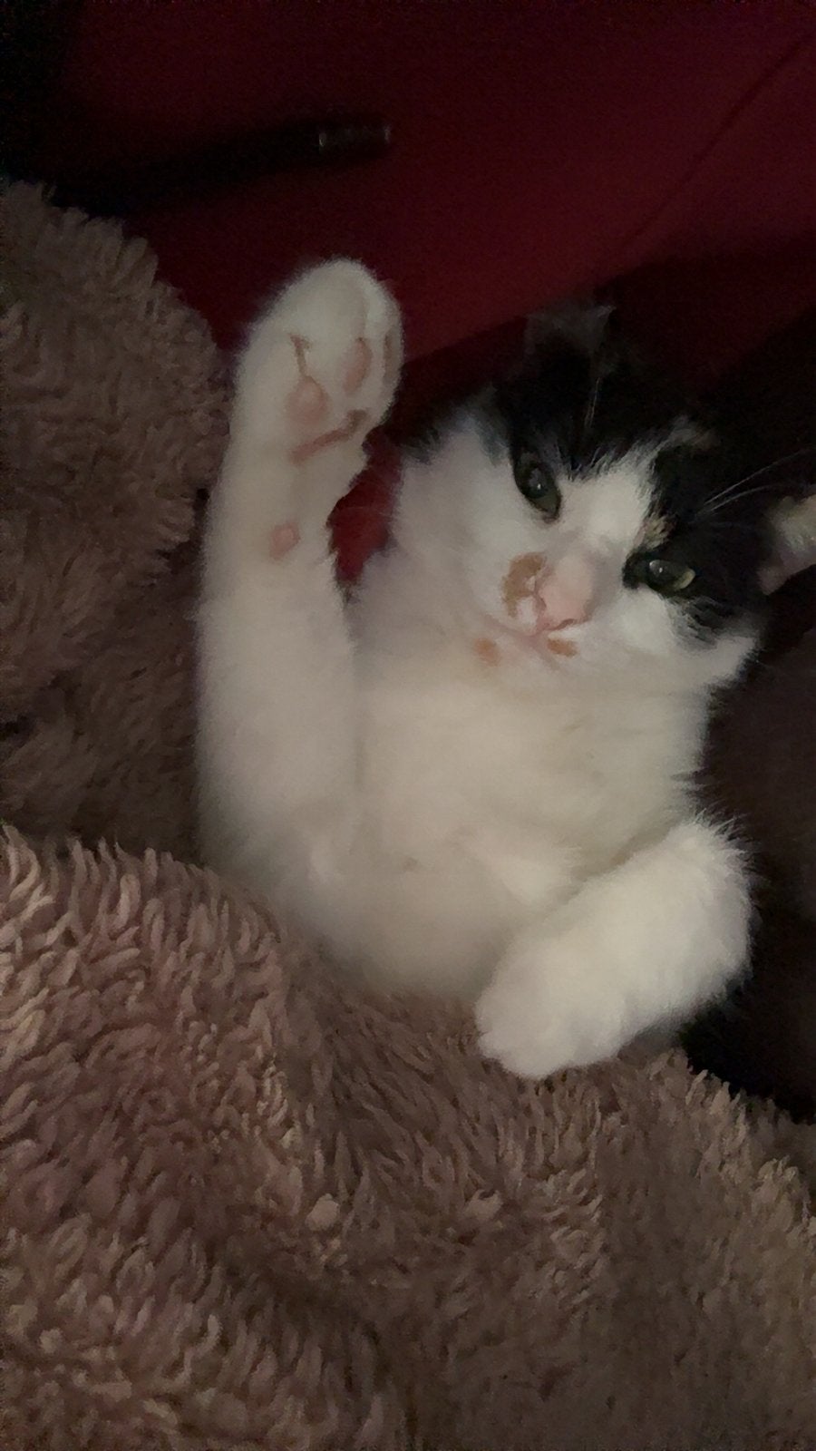 2 lieve katten gratis af te halen, Dieren en Toebehoren, Katten en Kittens | Overige Katten, Meerdere dieren, 0 tot 2 jaar
