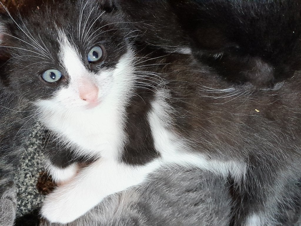 3 zwart/witte kittens te koop, Meerdere dieren, Kortharig, 0 tot 2 jaar