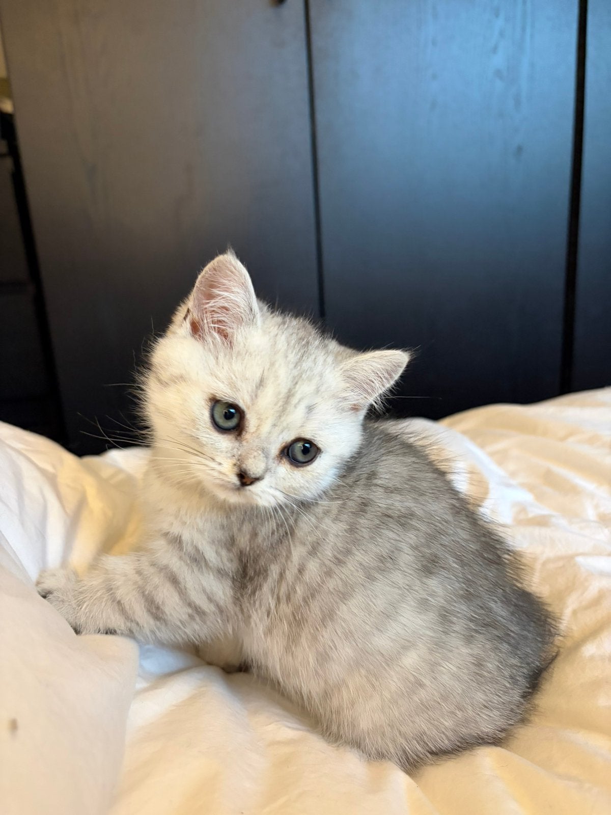 Briste korthaar kittens met stamboom, Meerdere dieren, Met stamboom, 0 tot 2 jaar