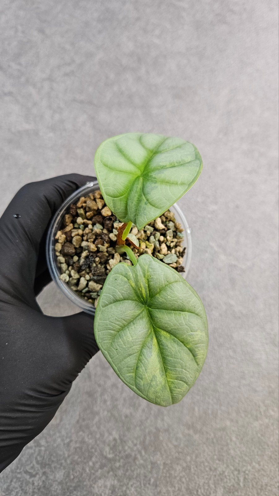 Alocasia Silver Dragon, Ophalen of Verzenden, Halfschaduw, Minder dan 100 cm