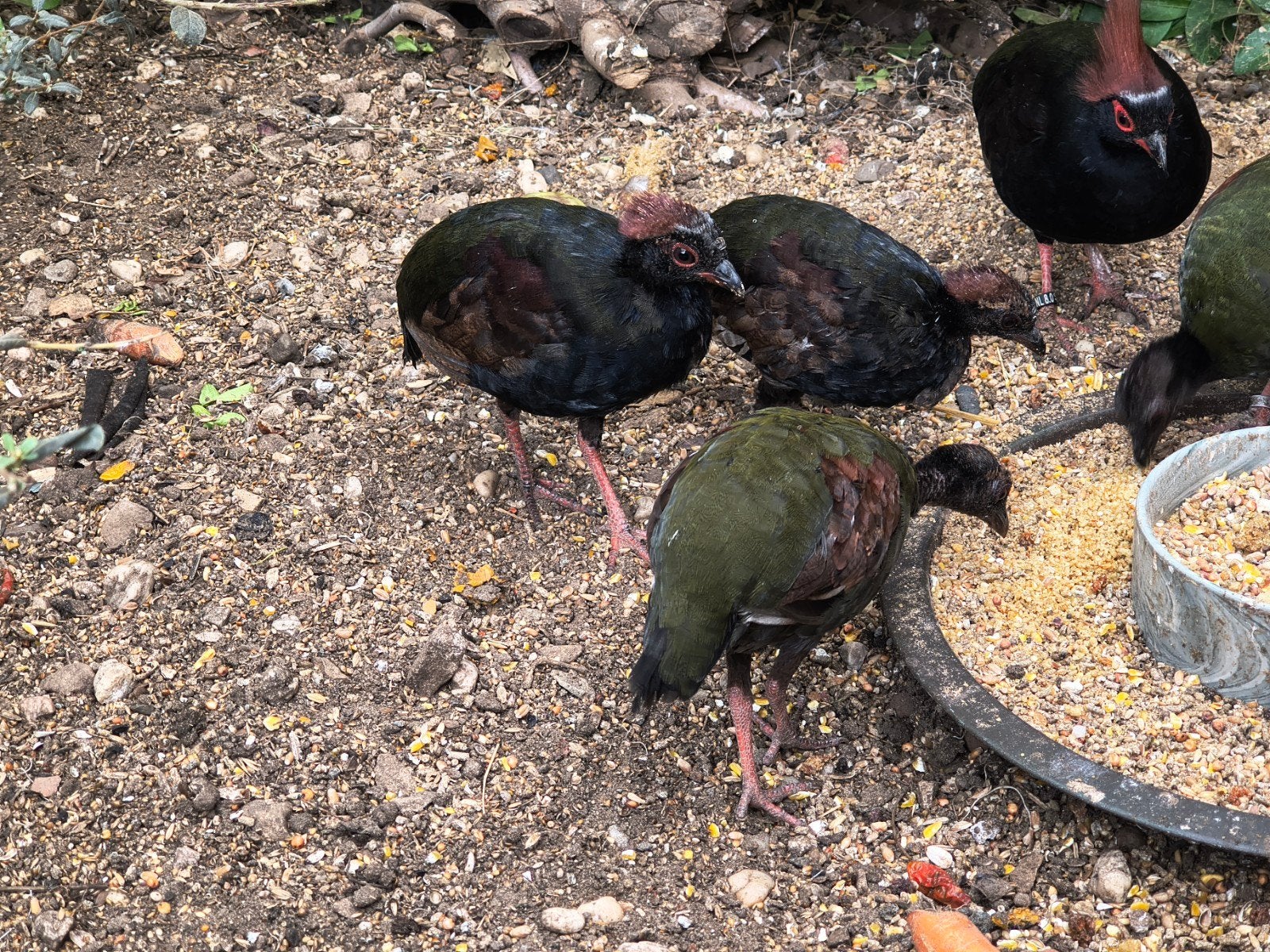 Roul Roul, natuurbroed 2026, Dieren en Toebehoren, Mannelijk, Tropenvogel, Geringd