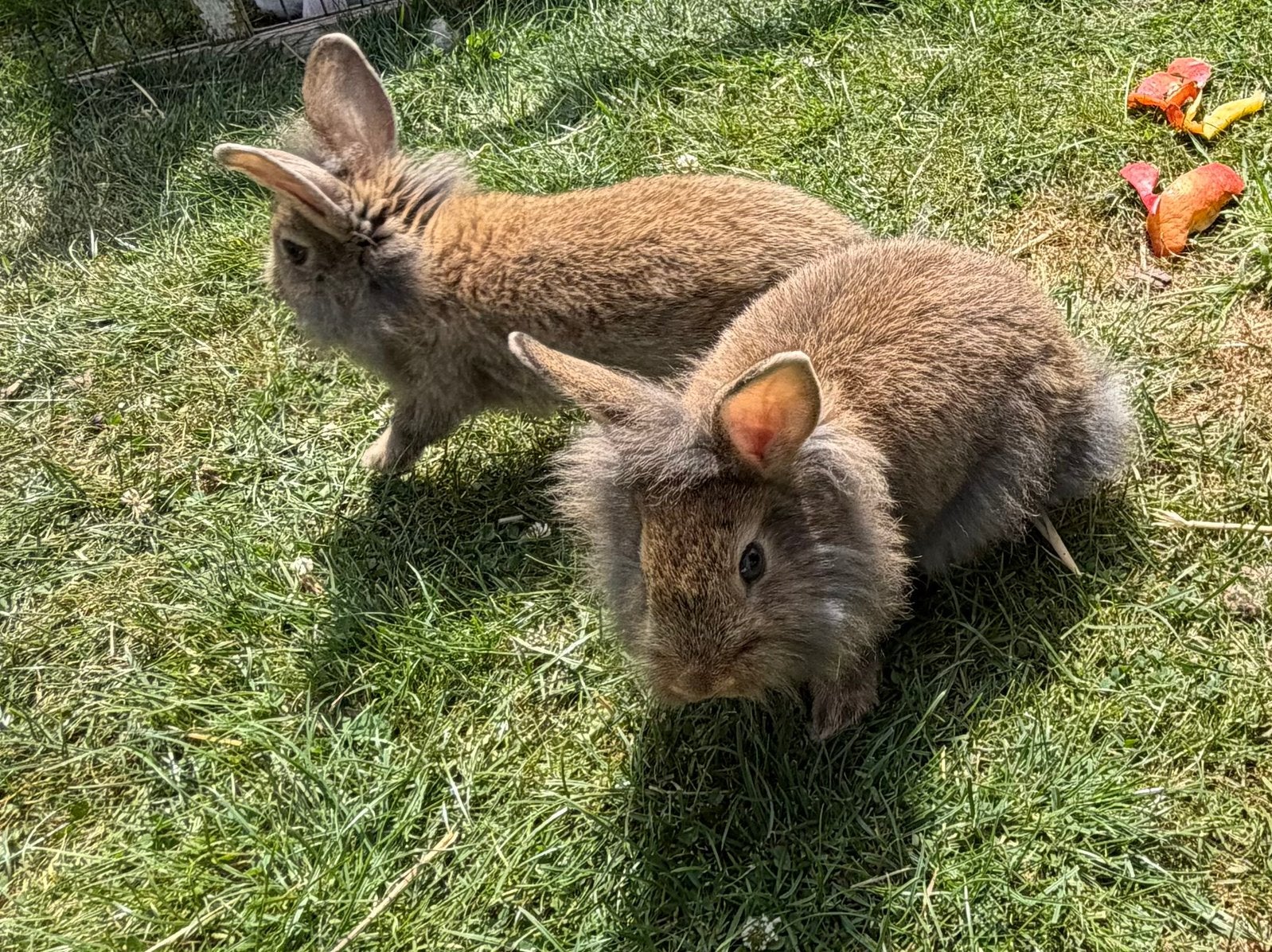 Super mooie en tamme leeuwenkopjes, Meerdere dieren, Eend