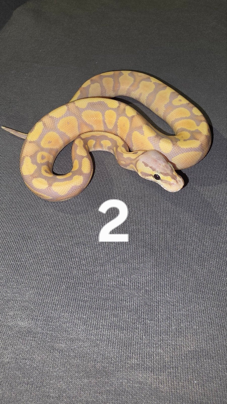 0.2 Banana Pastel – 100% het Clown (poss Blade - Lesser) Ball Python photo 2