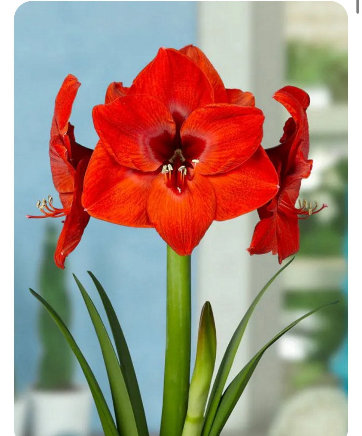 Amaryllis bollen, Ophalen of Verzenden, Najaar, Halfschaduw, Bloembol