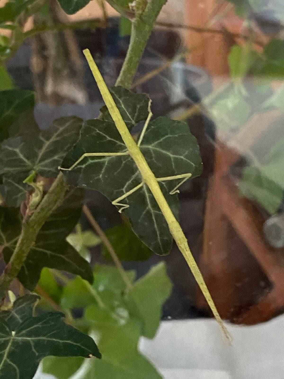 Indische wandelende takken, Dieren en Toebehoren, Wandelende tak