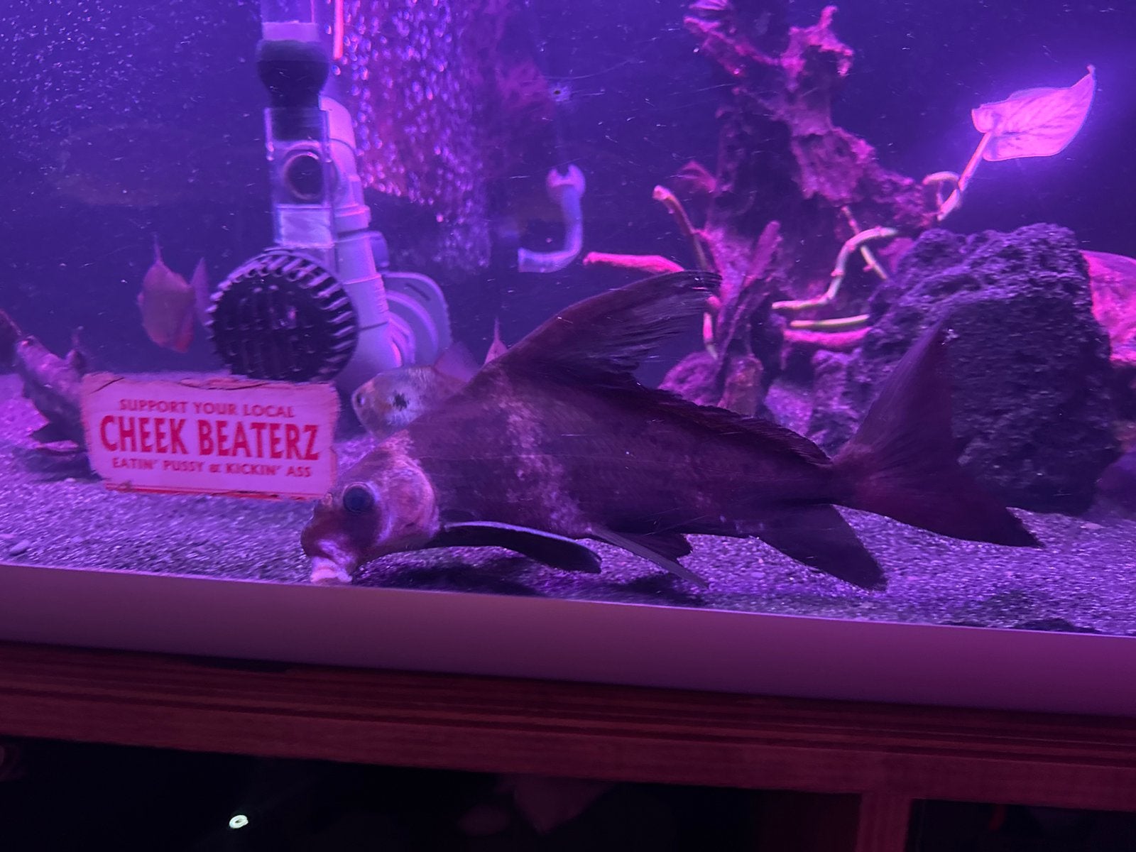 Chinese hoogvin karper. 30cm, Dieren en Toebehoren, Vis, Zoetwatervis